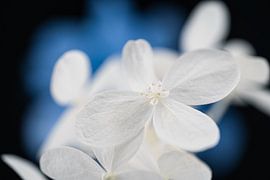 Blüte von Ralf Hickmann