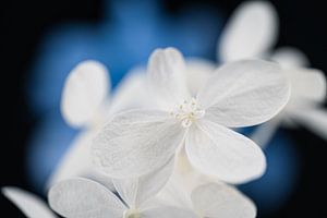 Blüte