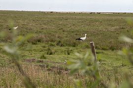 Stork in salt marsh in front of St. Peter Böhl by Alexander Wolff