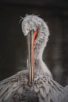 Der im Aquazoo gefangene Krauskopfpelikan
