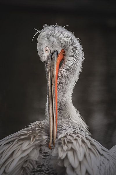 Le Pélican frisé capturé à Aquazoo par Jolien Berntsen