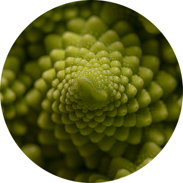Schaduwspel op de  groene fractals van een fractoli. (Romanesco) van Marjolijn van den Berg