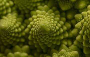 Schaduwspel op de  groene fractals van een fractoli. (Romanesco) van Marjolijn van den Berg