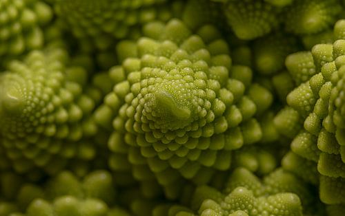 Schaduwspel op de  groene fractals van een fractoli. (Romanesco)