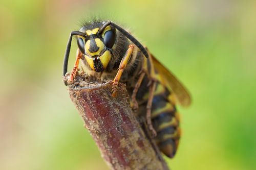 Koningin Gewone wesp (vespula vulgaris)