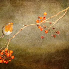 Robin by Iris van Heusden