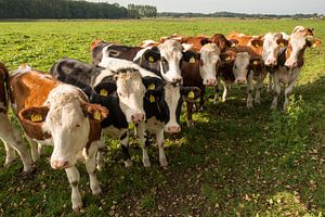 Nieuwsgierige roodbonte koeien in een weiland