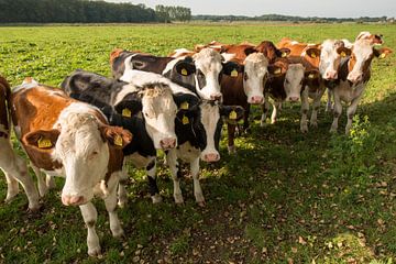 Nieuwsgierige roodbonte koeien in een weiland van Tonko Oosterink