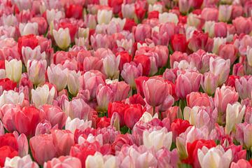 tulips red,pink