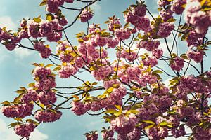 Bloesem Foto op Canvas – Roze Kersenbloesem Lente Wanddecoratie 10