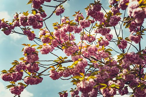 Bloesem Foto op Canvas – Roze Kersenbloesem Lente Wanddecoratie 10