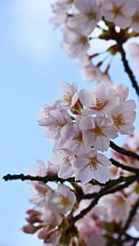 A blossom-covered branch beneath a blue spring sky by Bambi Lu
