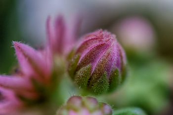 houseleek - 1