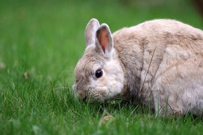 Ein Kaninchen sitzt im Gras und frisst frische Grashalme von cuhle-fotos