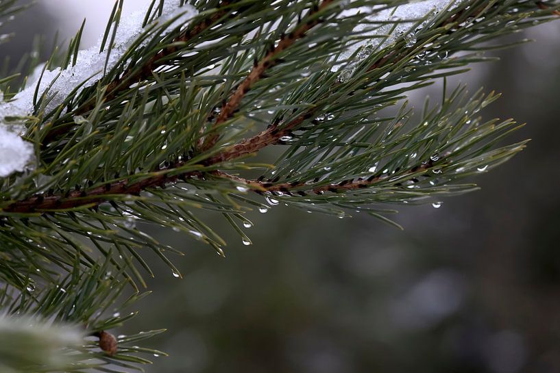Tauwetter von Thomas Jäger