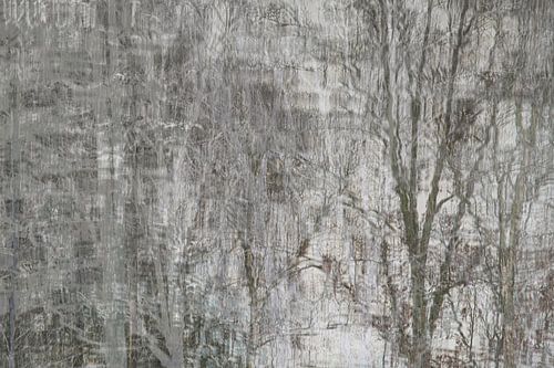 Réflexion des arbres dans l'eau en hiver