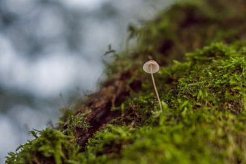 Mushroom in the moss by Rossum-Fotografie