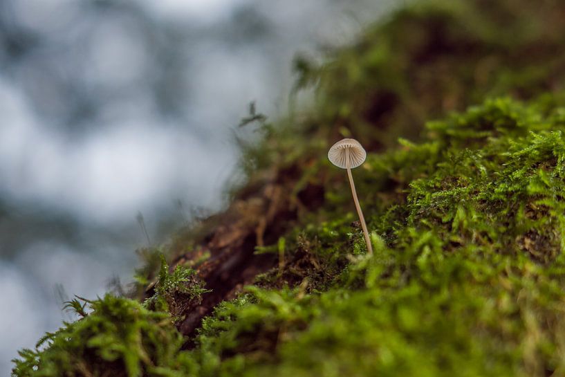 Champignon dans la mousse par Rossum-Fotografie