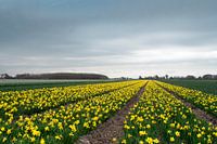 bulb flower field