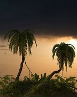 Tropical 01_HMS