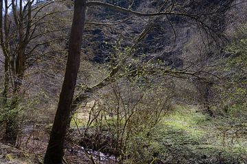 Le printemps dans la forêt