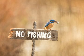 Kingfisher on fishing prohibited sign by Dieter Meyrl