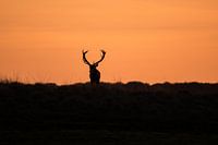 Hert met zonsondergang
