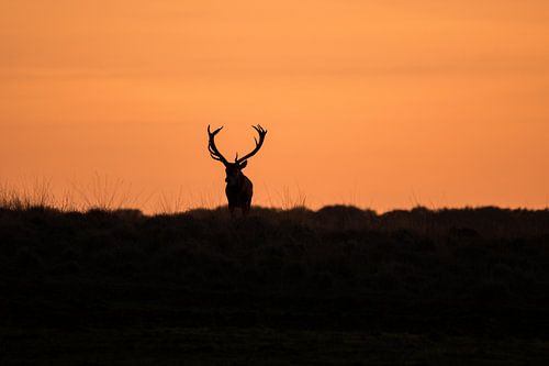 Cerf au coucher du soleil
