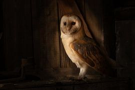 Barn owl by Frans