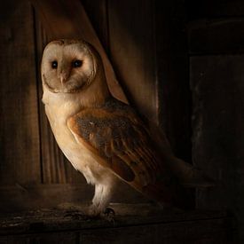 Barn owl by Frans