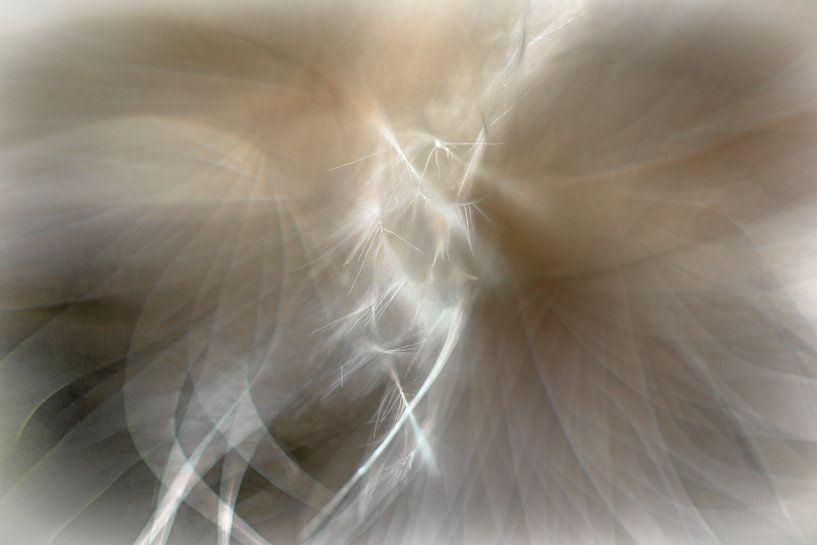 Fenix Art von Jacqueline Gerhardt