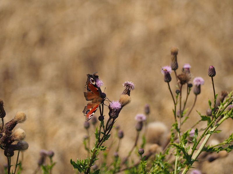 Dagpauwoog by Marieke