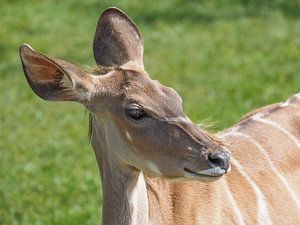 Großer Kudu, Antilope : Tierpark Blijdorp von Loek Lobel