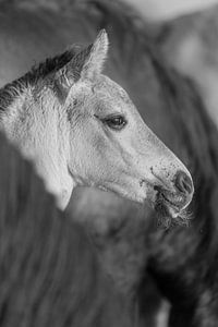 Paarden | Zwart wit dieren - konikpaard veulen, Oostvaardersplassen van Servan Ott