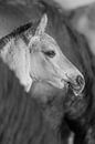 Paarden | Zwart wit dieren - konikpaard veulen, Oostvaardersplassen van Servan Ott thumbnail