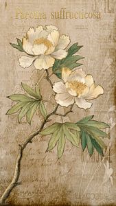 Botanische Schönheit: Die Vintage-Paeonia suffruticosa