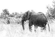 Photo en noir et blanc d'un éléphant d'Afrique par Bobsphotography Aperçu