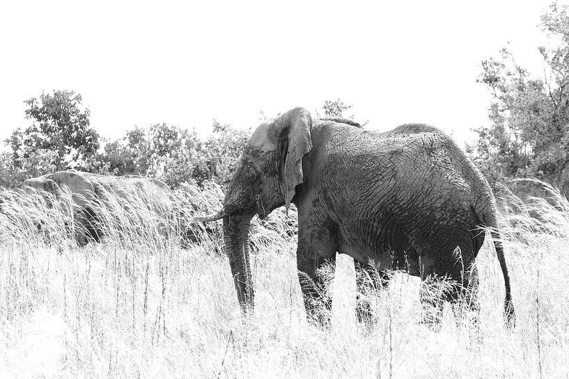 Photo en noir et blanc d'un éléphant d'Afrique par Bobsphotography