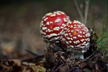 Paddestoelen van Rika Roozendaal