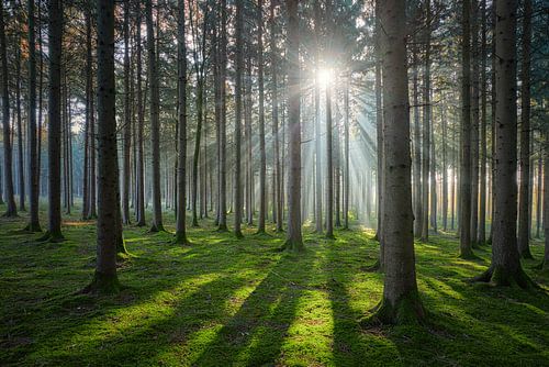 In het zonnige bos