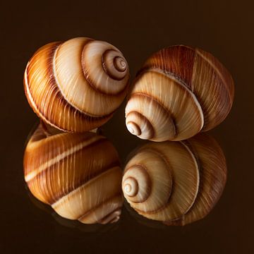 Even samen: vierkant in warme bruintinten van Marjolijn van den Berg