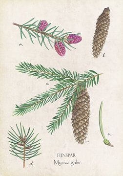 Norway spruce by Jasper de Ruiter
