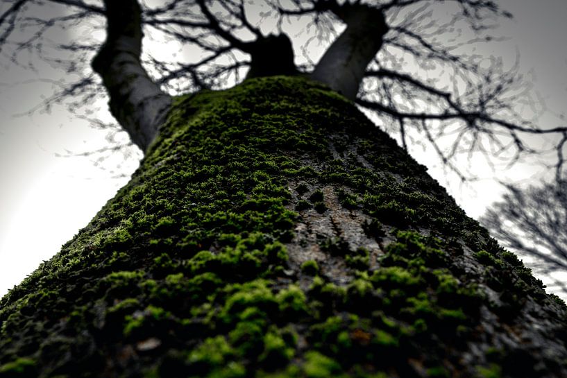 Moos am Baum  von jorrick Mulder