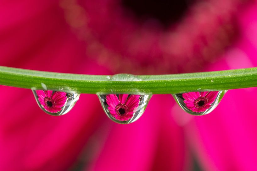 Triplet Gerbera (roze) van Jacqueline Gerhardt