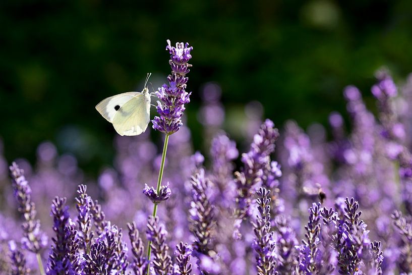 Chou blanc sur lavande par picsbyronenvief