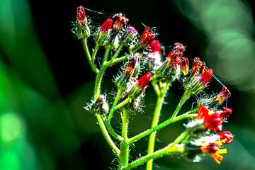 Flora : Geniet van de natuur van Photoart-Naegele