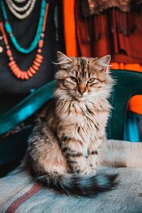 Chat marocain à poils longs