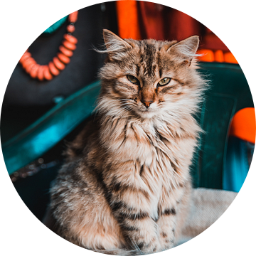 Langharige Marokaanse kat