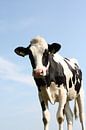 Een koe met een helder blauwe lucht van Christian Van Ettekoven thumbnail