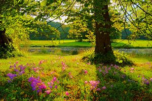 Herfsttijloos en lindeboom von Michel van Kooten